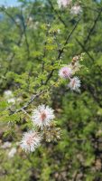 Mimosa filipes