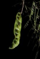 Mimosa glutinosa