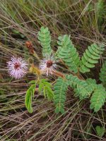 Mimosa pseudoradula