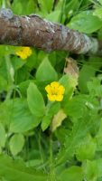 Mimulus guttatus