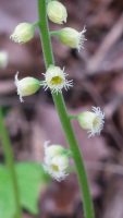 Mitella diphylla