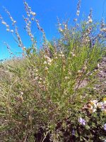 Monnina dictyocarpa