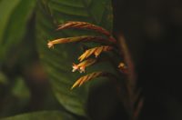 Monotagma contractum