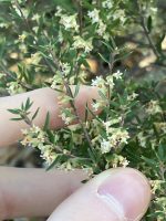 Monotoca scoparia