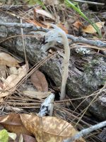 Monotropa uniflora