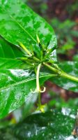 Morinda brachycalyx