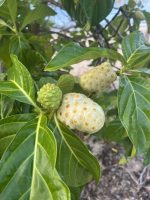 Morinda citrifolia