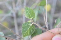 Morus microphylla