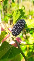 Morus nigra