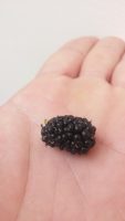 Morus nigra