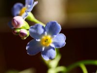 Myosotis scorpioides