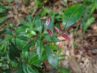 Myrcia citrifolia