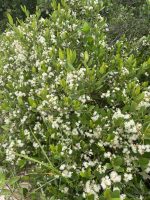 Myrcia palustris