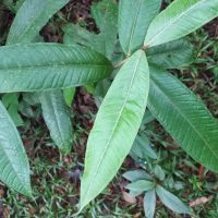 Myrcia spectabilis