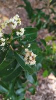 Myrcia splendens