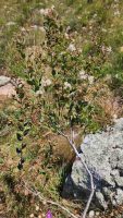 Myrcia verticillaris
