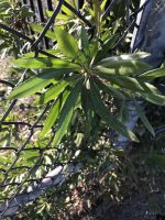 Myrica californica