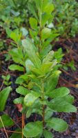 Myrica heterophylla