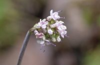 Nardostachys grandiflora