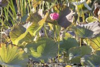 Nelumbo nucifera