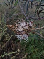 Neocalyptrocalyx longifolium
