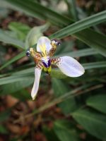 Neomarica glauca