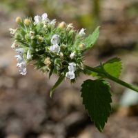 Nepeta cataria