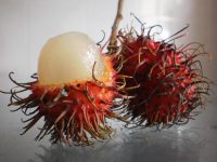 Nephelium lappaceum