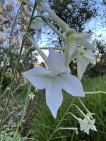 Nicotiana affinis
