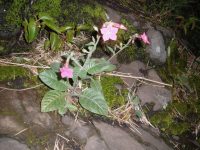 Nicotiana forgetiana