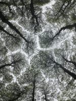 Nyssa sylvatica