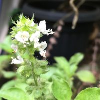 Ocimum africanum