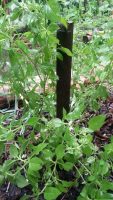 Ocimum campechianum