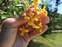 Oncidium barbatum