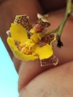 Oncidium cebolleta
