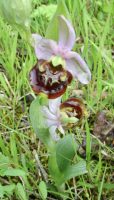 Ophrys holoserica