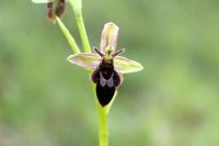 Ophrys insectifera