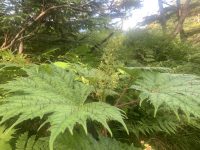 Oplopanax japonicus