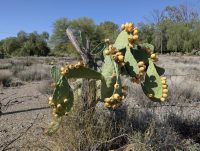 Opuntia ficus-indica