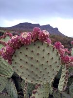 Opuntia microdasys