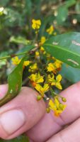 Ouratea hexasperma