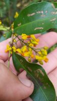 Ouratea hexasperma