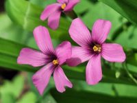 Oxalis articulata