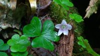 Oxalis montana