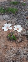 Oxalis perdicaria