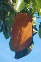 Pachira aquatica