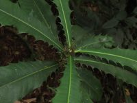 Pachystroma longifolium