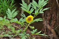 Paeonia delavayi