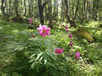 Paeonia veitchii