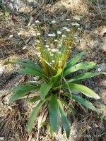 Paepalanthus regalis
